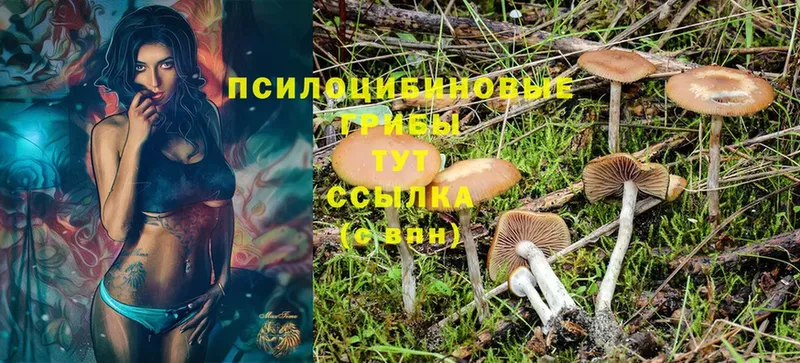 купить наркотики сайты  Энгельс  Галлюциногенные грибы Cubensis 